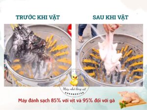 trước và sau khi sử dụng máy vặt lông vịt