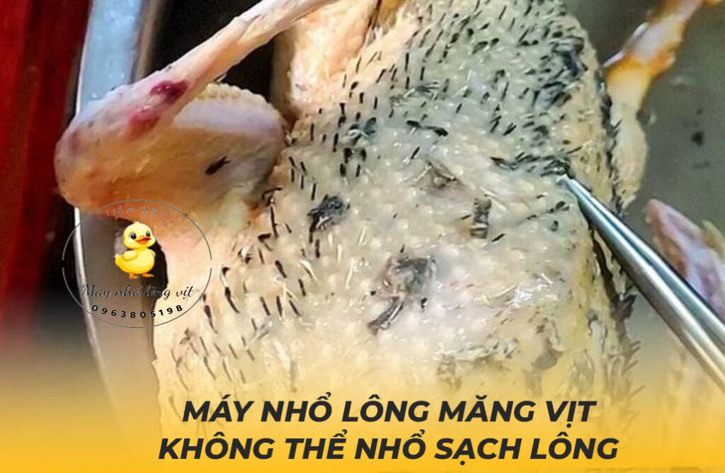 Máy nhổ không thể nhổ sạch lông vịt